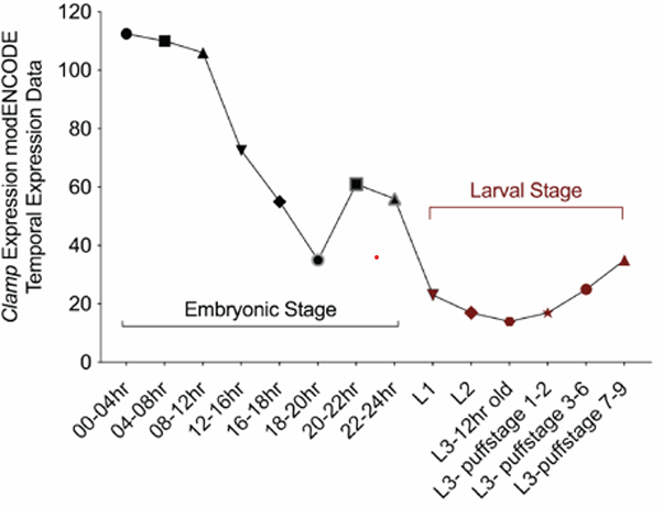 CLAMP neurogenesis
